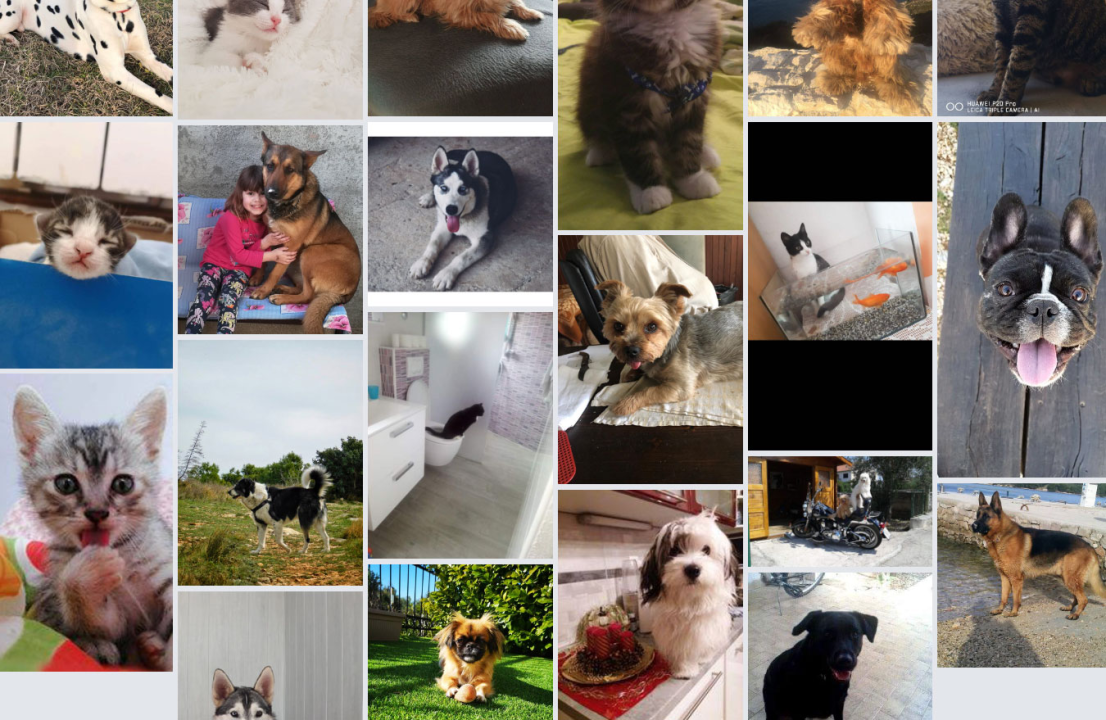 ŠibenikIN nagrađuje: Pošaljite nam fotografije svojih ljubimaca i osvojite vrijedne nagrade!