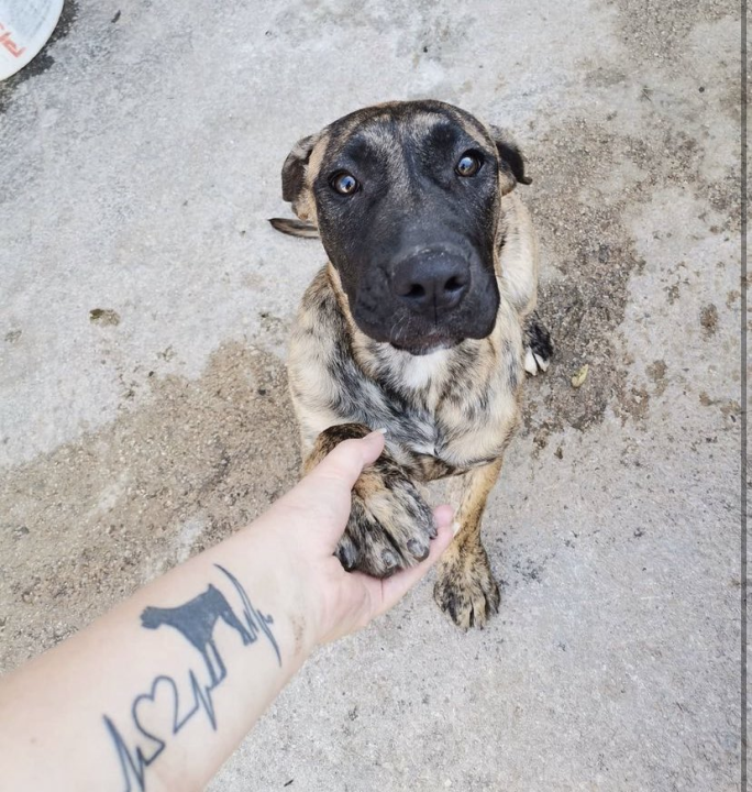 Provjerite tko su naj ljubimci 2024. godine!