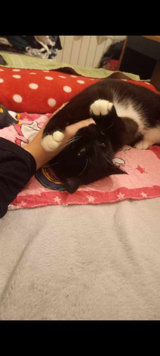 Provjerite tko su naj ljubimci 2024. godine!