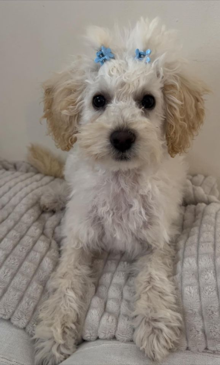 Provjerite tko su naj ljubimci 2024. godine!