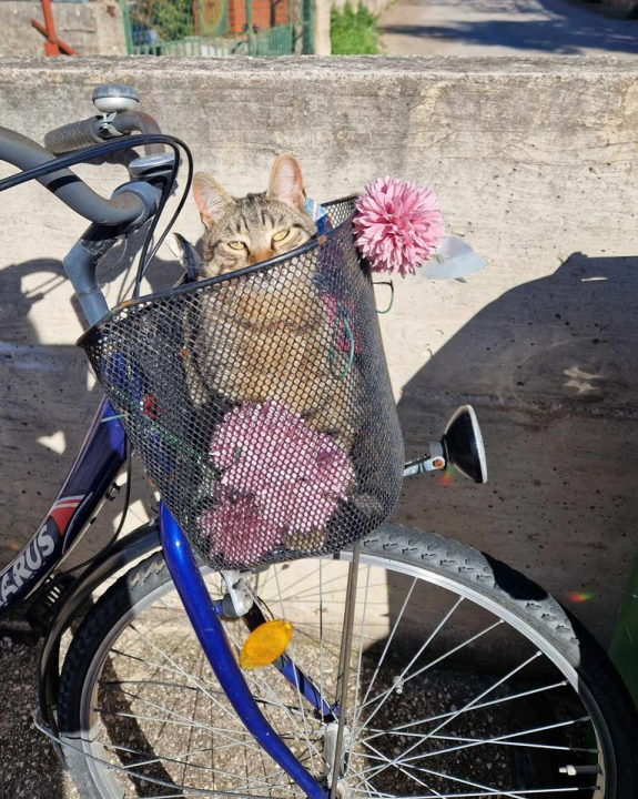 Provjerite tko su naj ljubimci 2024. godine!