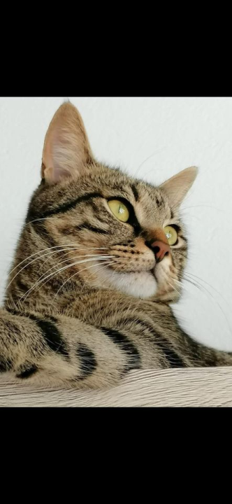 Provjerite tko su naj ljubimci 2024. godine!