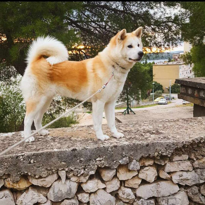 Provjerite tko su naj ljubimci 2024. godine!