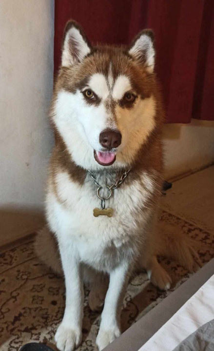 Provjerite tko su naj ljubimci 2024. godine!