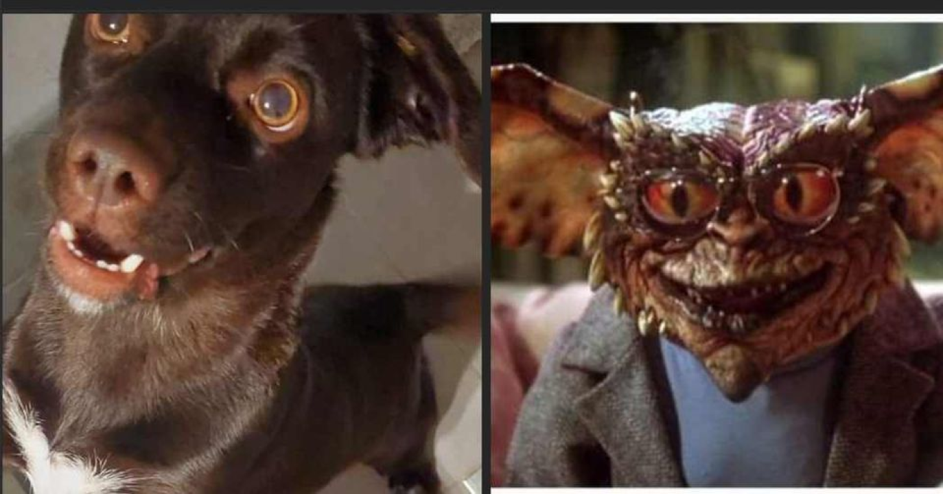 Provjerite tko su naj ljubimci 2024. godine!