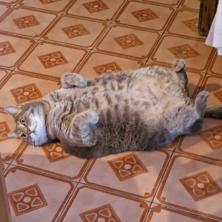 Provjerite tko su naj ljubimci 2024. godine!