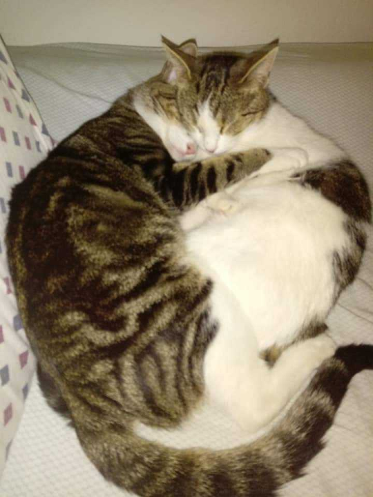 Provjerite tko su naj ljubimci 2024. godine!