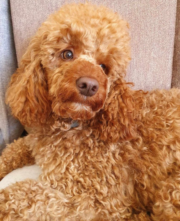 Provjerite tko su naj ljubimci 2024. godine!