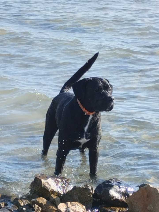 Provjerite tko su naj ljubimci 2024. godine!