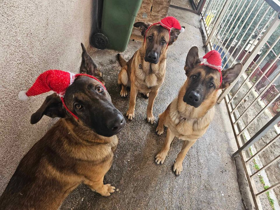 Provjerite tko su naj ljubimci 2024. godine!