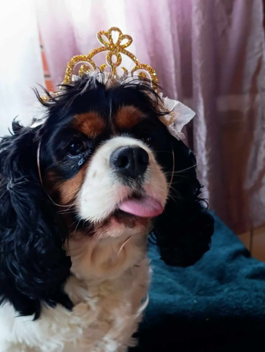 Provjerite tko su naj ljubimci 2024. godine!