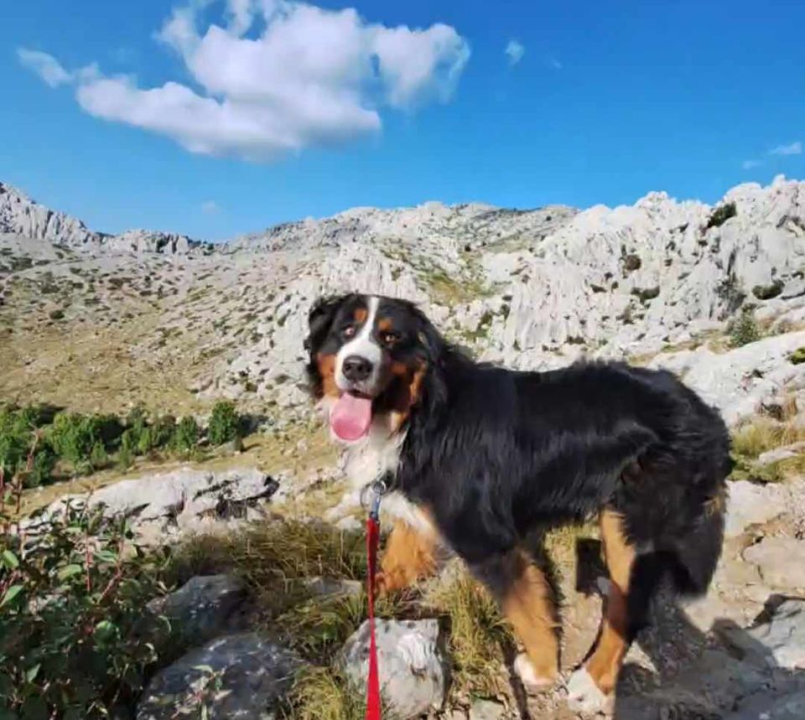 Provjerite tko su naj ljubimci 2024. godine!