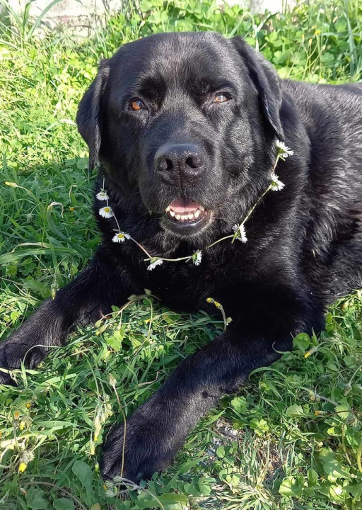 Provjerite tko su naj ljubimci 2024. godine!