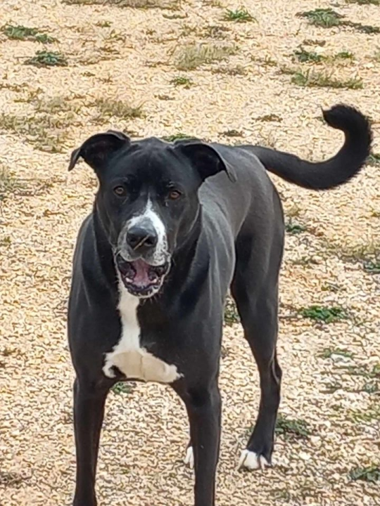 Provjerite tko su naj ljubimci 2024. godine!