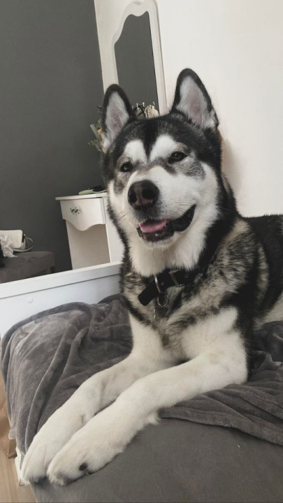 Provjerite tko su naj ljubimci 2024. godine!