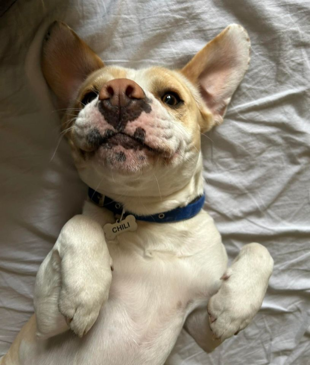 Provjerite tko su naj ljubimci 2024. godine!