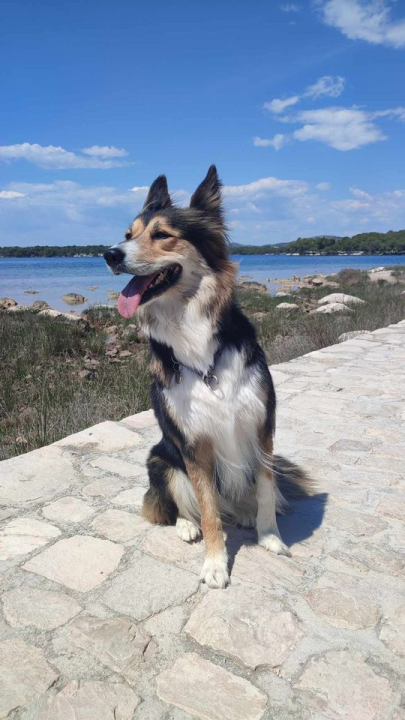 Provjerite tko su naj ljubimci 2024. godine!