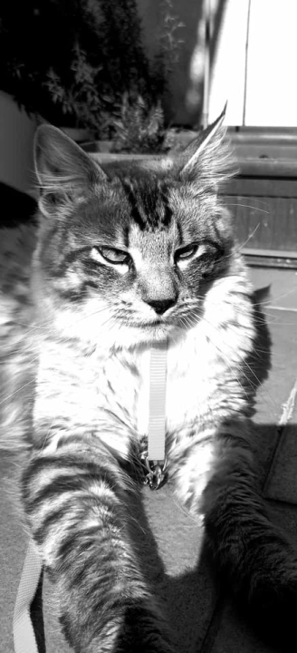 Provjerite tko su naj ljubimci 2024. godine!