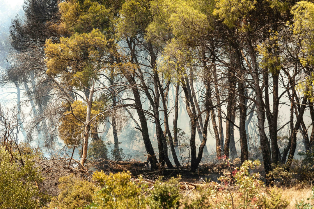 Požar i dalje aktivan, no pod kontrolom je vatrogasaca: Izgorjela je površina od oko 3,5 hektara