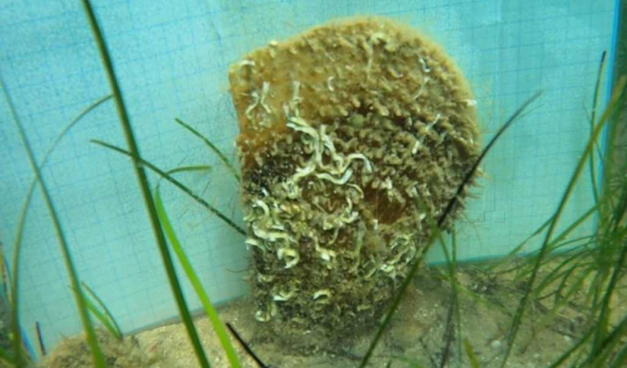 Ukrajinka zaobišla zakonske zabrane i pohvalila se ulovom ugrožene školjke