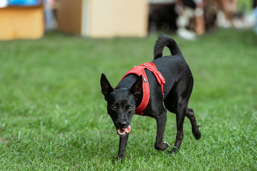 Šibenske šape rođendan proslavile izložbom pasa, tombolom i kvizom