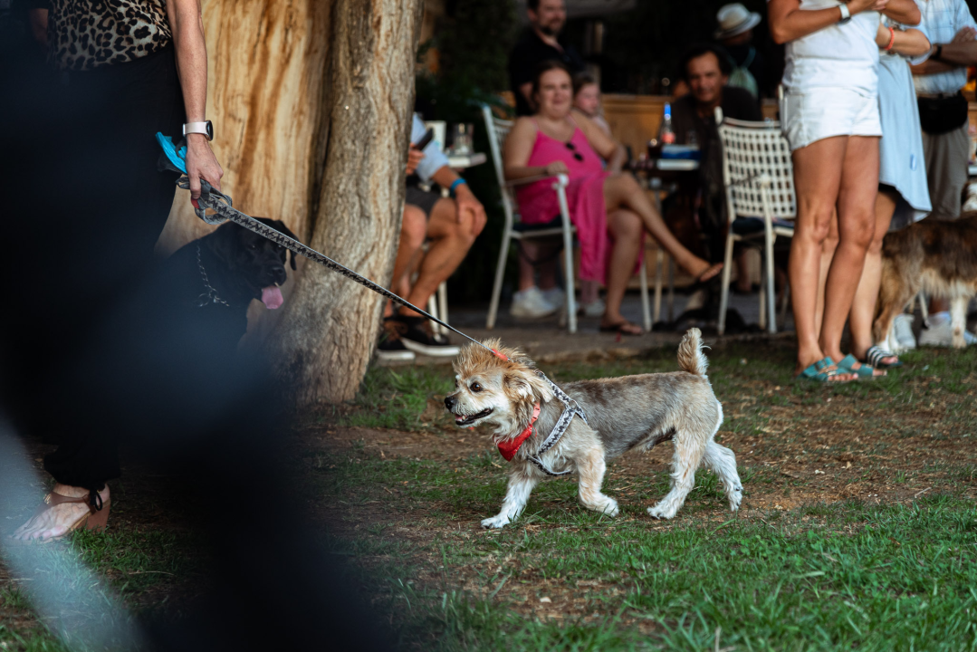Šibenske šape rođendan proslavile izložbom pasa, tombolom i kvizom