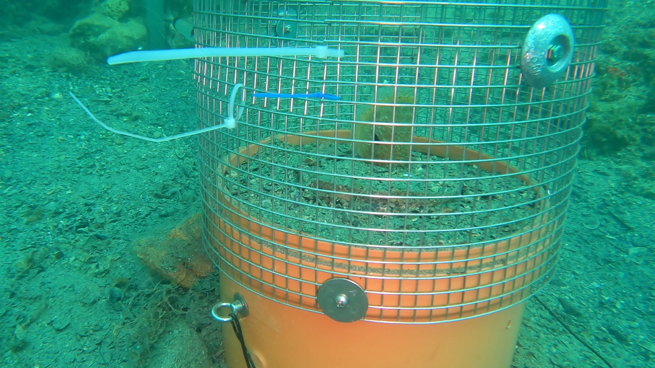 U Šibeniku prvi put periske vraćene u more: Dvije se preselile u kanal sv. Ante