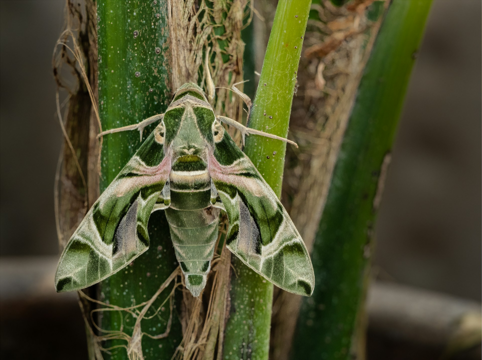  Jeste li se ikada susreli s ovom vrstom kukca?: 'Izgleda kao vanzemaljac'