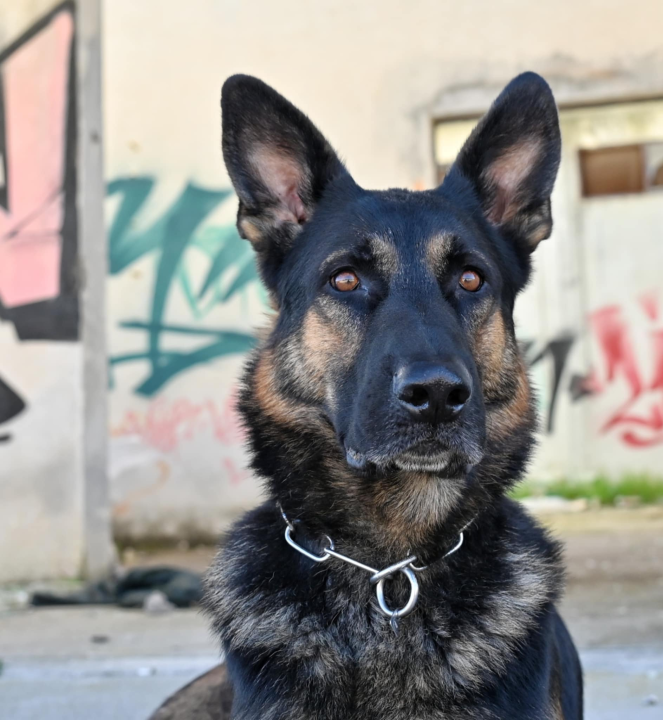 Marko Čogelja savjetuje kako dobro odgojiti psa