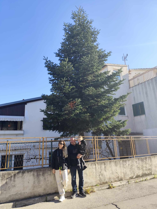 Na Poljani postavljena prva prava šibenska jelka: Kod klizališta stigla ravno sa Šubićevca