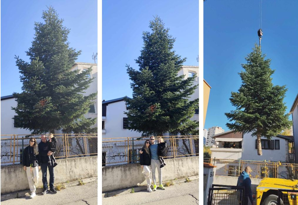 Na Poljani postavljena prva prava šibenska jelka: Kod klizališta stigla ravno sa Šubićevca