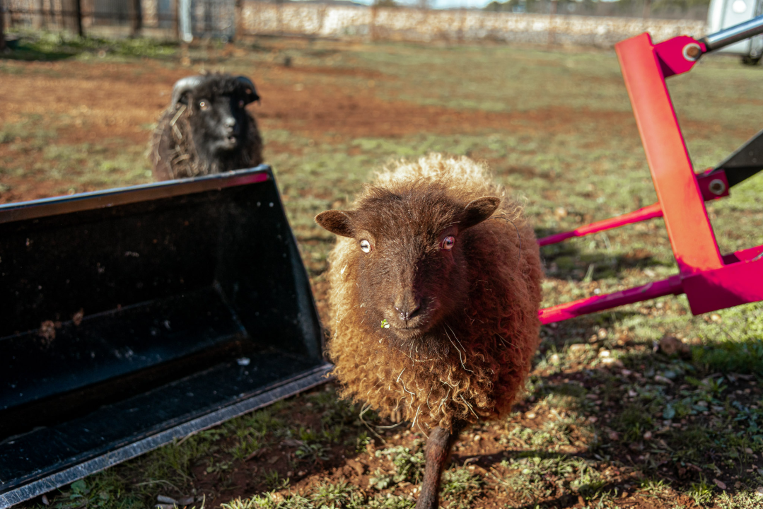 Jelena, Nina i Srećko oduševe svakoga tko posjeti Happy Horse u Dubravi