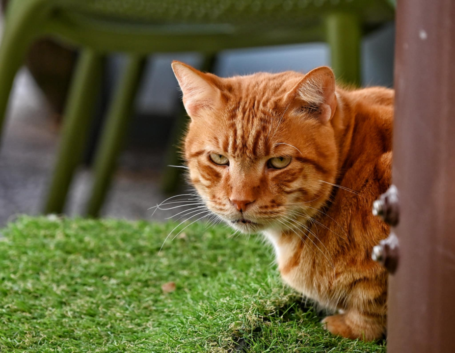 FOTO Đir po gradu, subota 11. siječnja