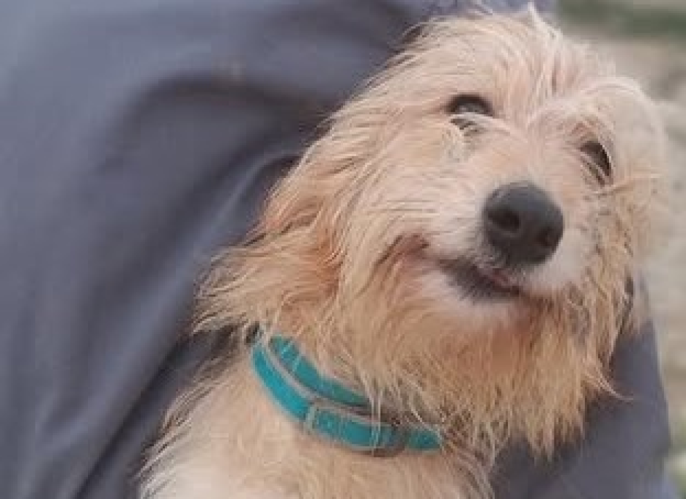 Malena Ziva bila je nečiji kućni psić, teško joj pada život u skloništu i traži novi dom