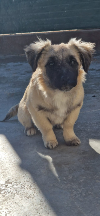 Vrckava kujica Emma traži svoj zauvijek dom