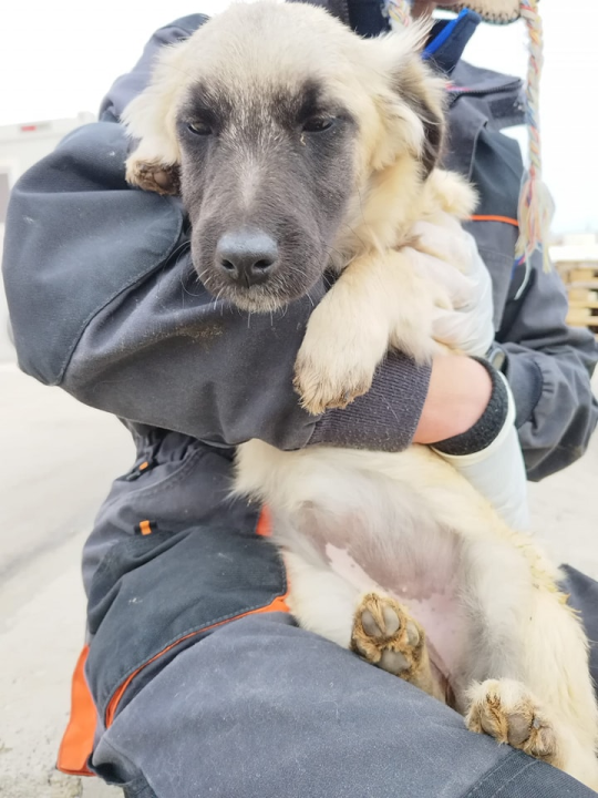 Vrckava kujica Emma traži svoj zauvijek dom