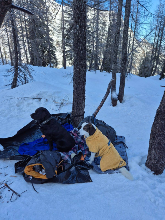 Od odbačenog šteneta do potražnog psa