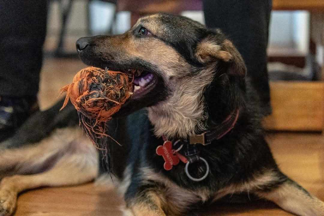 Nera iz Šibenskih šapa traži dom: Vesela i zaigrana ljepotica spremna za nove avanture