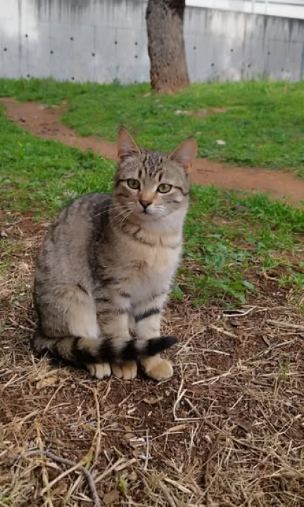 Mace Funcutice hitno traže domove za tri napuštena mačića