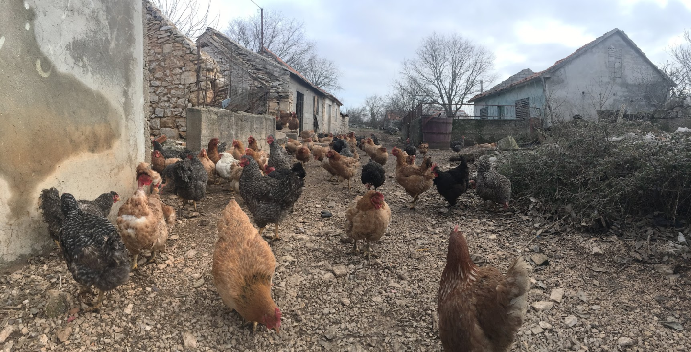 'Halo Jaja': Od koka do vaše kuhinje u najkraćem mogućem roku!