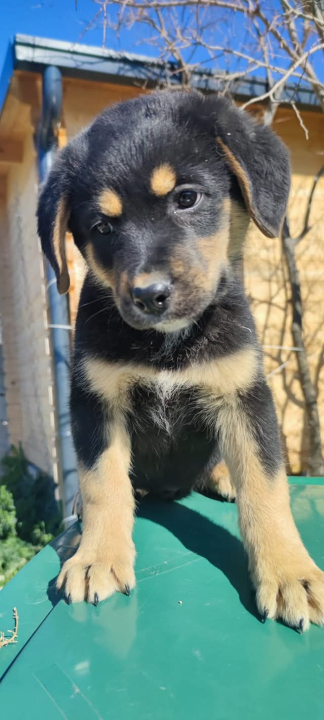 Preslatki Rayder iz Šibenskih šapa traži dom