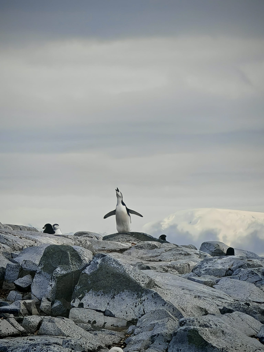 Veliki Gogo na sedmom kontinentu: 'Ako bi Antarktiku trebao opisati riječima, osjećao bi se da abnormalno umanjujem doživljaj' 