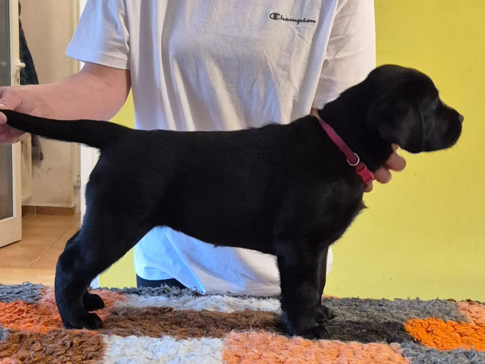 Preslatki štenci labradora spremni za novi dom – iz vrhunskog uzgoja s urednim rodovnicima