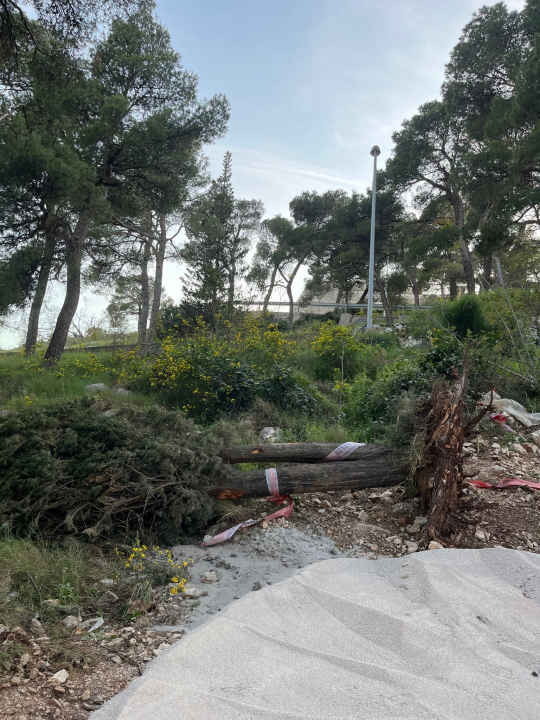 Čempres star 800 godina pao u trenu: 'Ajte kvragu svi zajedno, sa svim svojim investicijama'