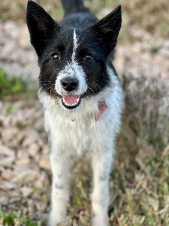Lucy Lu iz Šibenskih šapa traži dom pun ljubavi – zaslužuje drugu priliku
