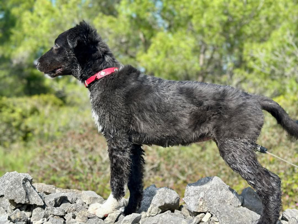 Tri njuškice iz Šibenskih šapa traže svoj zauvijek dom: Upoznajte Kiu, Seija i Ayru