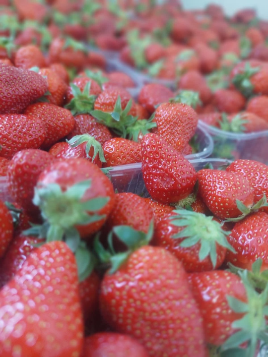 Učenici šibenske Ekonomske škole sudjelovali na EPAS susretu škola Dalmacije