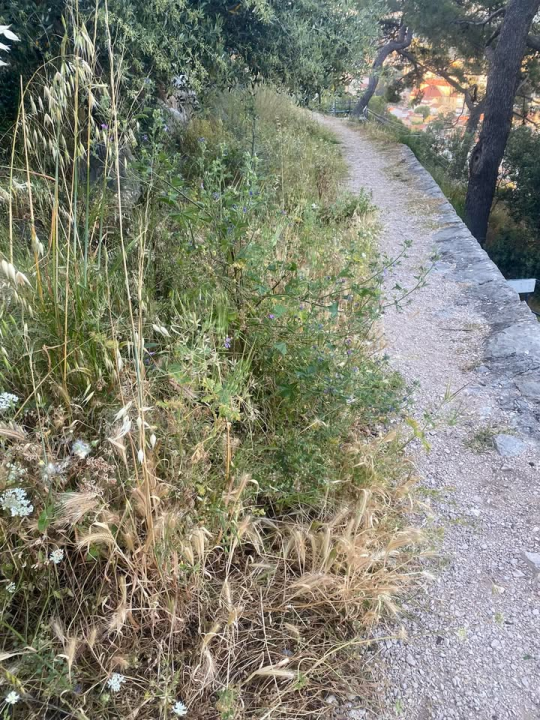 'Zeleni grad' u pogonu: Nakon Vidika, stižu pritužbe i na zapuštenost oko Baronea i Šubićevog šetališta