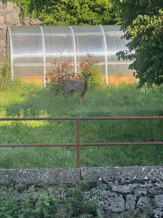 Neočekivani gost razveselio zaposlenike HRT-a u Kninu
