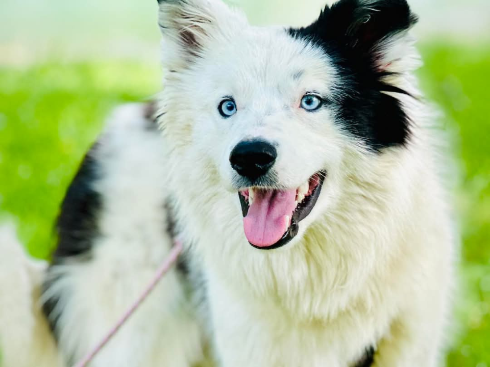 Apel iz Šibenskih šapa: Plavooka ljepotica Dolly traži zauvijek dom